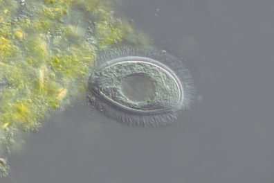 Protozoaire de la panse d'un ruminant